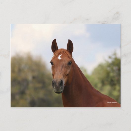 Bob Langrish | Kastanuss Oldenburg Postkarte (Vorderseite)