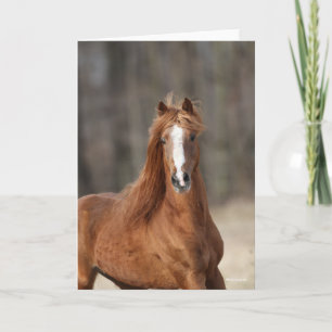 Bob Langrish   Kastnut Hackney Headshot Karte