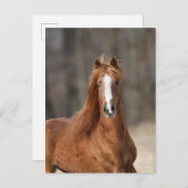 Bob Langrish | Kastnut Hackney Headshot Postkarte (Vorne/Hinten)