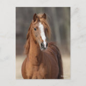 Bob Langrish | Kastnut Hackney Pony Headshot Postkarte (Vorderseite)