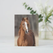 Bob Langrish | Kastnut Hackney Pony Headshot Postkarte (Stehend Vorderseite)