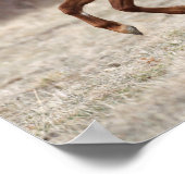 Bob Langrish | Kastnut Hackney Pony Running Poster (Ecke)