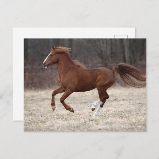 Bob Langrish | Kastnut Hackney Pony Running Postkarte (Vorne/Hinten)