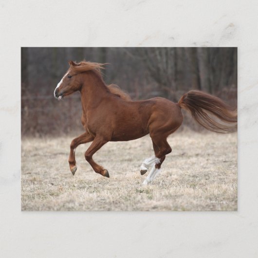 Bob Langrish | Kastnut Hackney Pony Running Postkarte (Vorderseite)