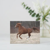 Bob Langrish | Kastnut Hackney Pony Running Postkarte (Stehend Vorderseite)