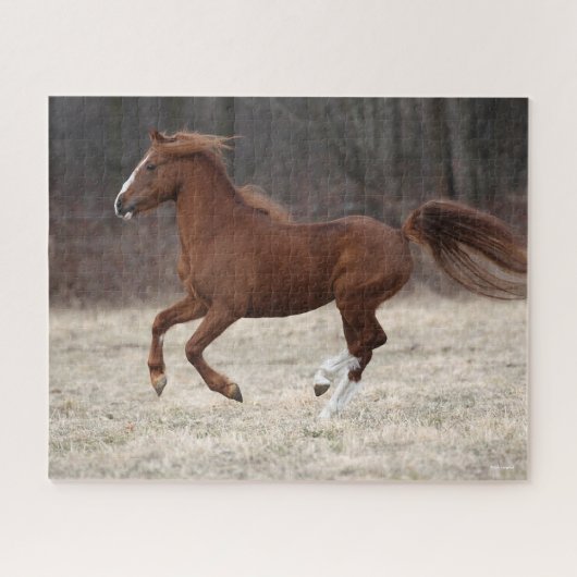 Bob Langrish | Kastnut Hackney Pony Running Puzzle (Horizontal)