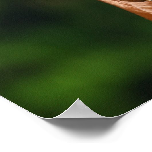 Bob Langrish Kestnuss Andalusischer Stallion Kopfs Poster (Ecke)