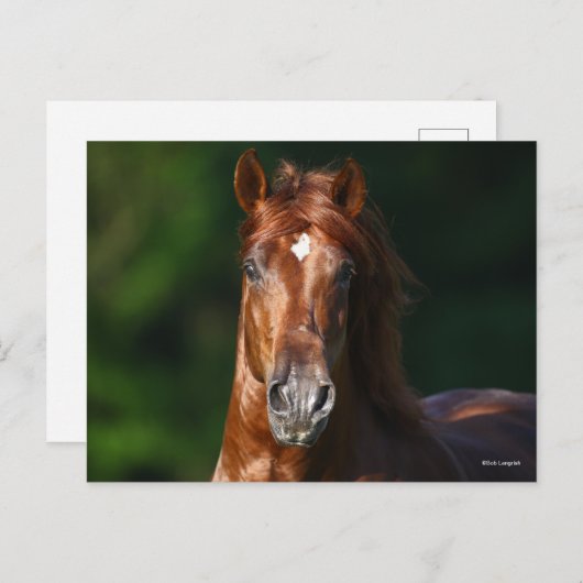Bob Langrish Kestnuss Andalusischer Stallion Kopfs Postkarte (Vorne/Hinten)