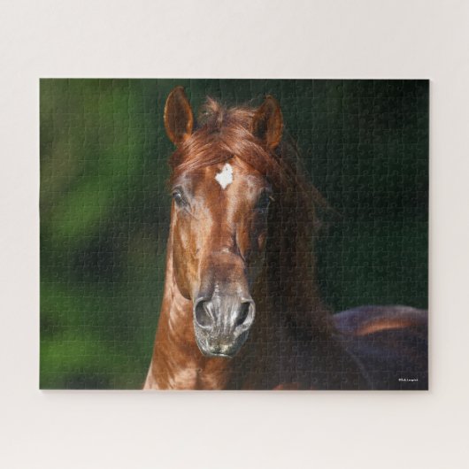 Bob Langrish Kestnuss Andalusischer Stallion Kopfs Puzzle (Horizontal)