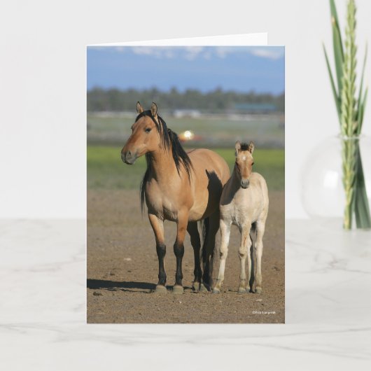 Bob Langrish Kiger Mustang Mare and Foal Standing Karte (Vorderseite)