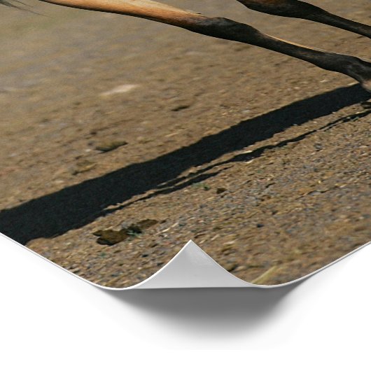 Bob Langrish Kiger Mustang Mare and Foal Standing Poster (Ecke)