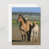 Bob Langrish Kiger Mustang Mare and Foal Standing Postkarte (Vorne/Hinten)