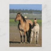 Bob Langrish Kiger Mustang Mare and Foal Standing Postkarte (Vorderseite)