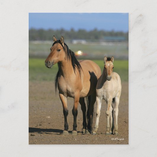 Bob Langrish Kiger Mustang Mare and Foal Standing Postkarte (Vorderseite)