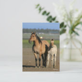 Bob Langrish Kiger Mustang Mare and Foal Standing Postkarte (Stehend Vorderseite)