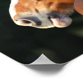 Bob Langrish | Kopfschuss des Clydesdale Pferdes Poster (Ecke)