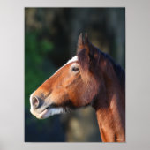 Bob Langrish | Kopfschuss von Clydesdale Poster (Vorne)
