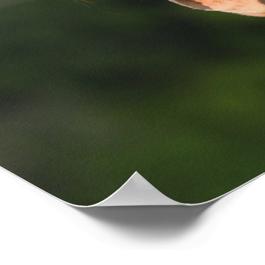 Bob Langrish | Kopfschuss von Clydesdale Poster (Ecke)