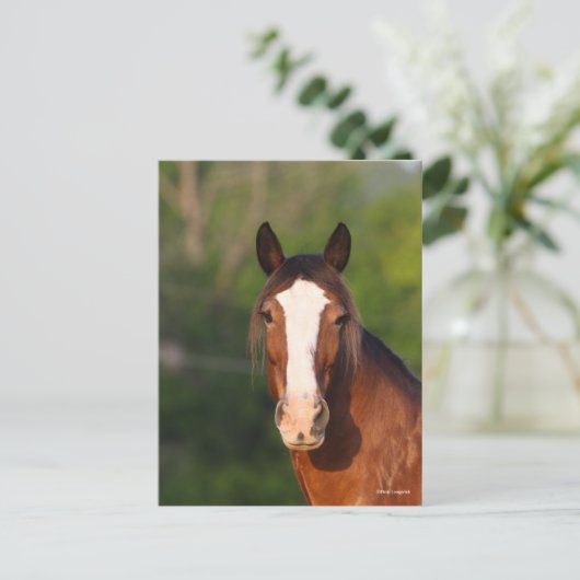 Bob Langrish | Kopfschuss von Clydesdale Postkarte (Stehend Vorderseite)