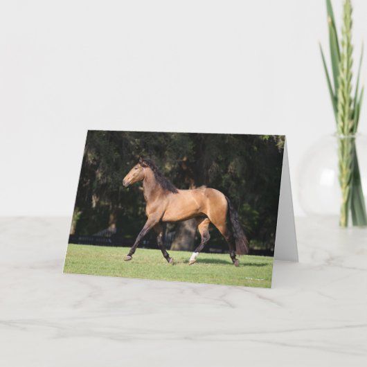 Bob Langrish | Light Bay Lusitano Running Karte (Vorderseite)