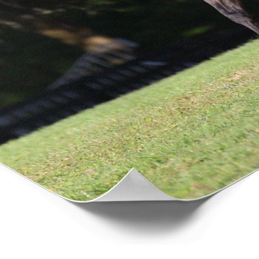 Bob Langrish | Light Bay Lusitano Running Poster (Ecke)