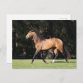 Bob Langrish | Light Bay Lusitano Running Postkarte (Vorne/Hinten)