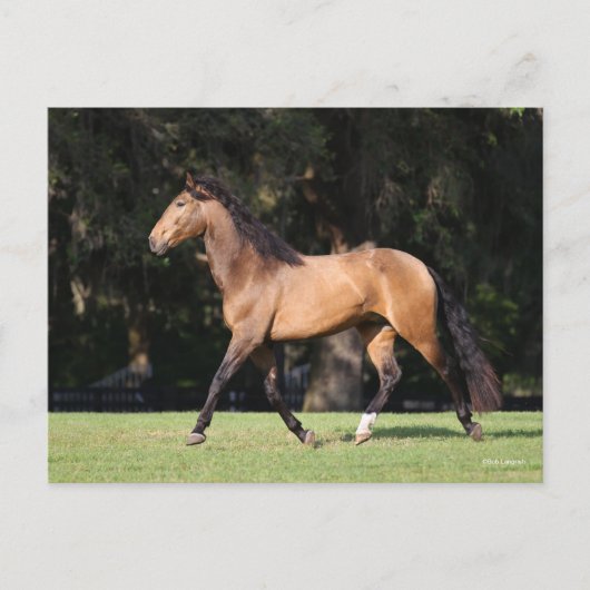 Bob Langrish | Light Bay Lusitano Running Postkarte (Vorderseite)