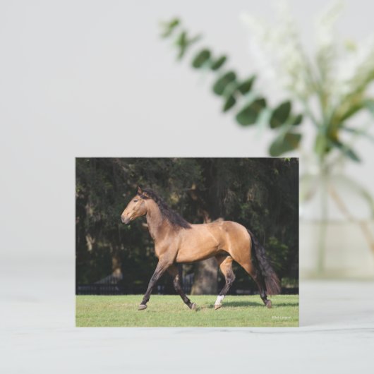 Bob Langrish | Light Bay Lusitano Running Postkarte (Stehend Vorderseite)