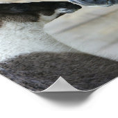 Bob Langrish Llama und Andalusischer Meeting Heads Poster (Ecke)