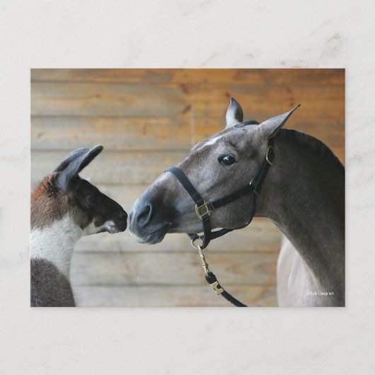 Bob Langrish Llama und Andalusischer Meeting Heads Postkarte (Vorderseite)