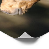 Bob Langrish | Lusitano Headshot Mane Flows Poster (Ecke)