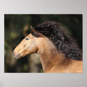 Bob Langrish   Lusitano Headshot Mane Flows Poster