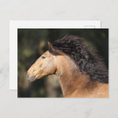 Bob Langrish | Lusitano Headshot Mane Flows Postkarte (Vorne/Hinten)