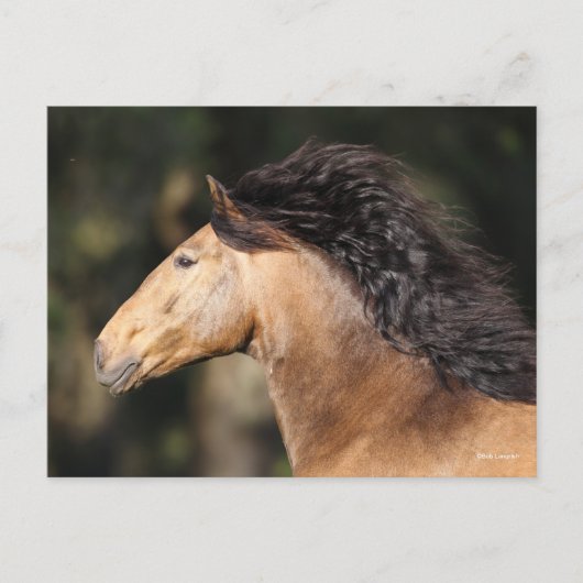Bob Langrish | Lusitano Headshot Mane Flows Postkarte (Vorderseite)