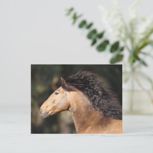 Bob Langrish | Lusitano Headshot Mane Flows Postkarte (Stehend Vorderseite)