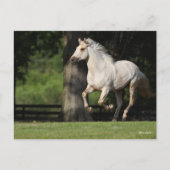 Bob Langrish | Lusitano Pferderennen Postkarte (Vorderseite)