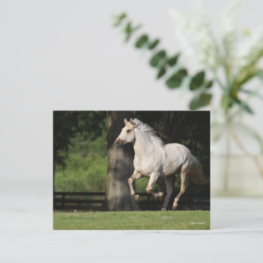 Bob Langrish | Lusitano Pferderennen Postkarte (Stehend Vorderseite)