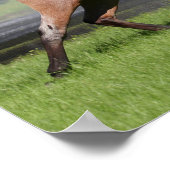 Bob Langrish | Mangalarga Rainbow Poster (Ecke)