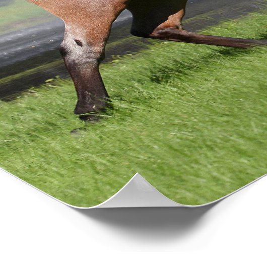 Bob Langrish | Mangalarga Rainbow Poster (Ecke)