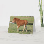 Bob Langrish | Miniatur Foal Walking Karte (Vorderseite)