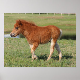 Bob Langrish   Miniatur Foal Walking Poster