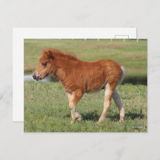 Bob Langrish | Miniatur Foal Walking Postkarte (Vorne/Hinten)