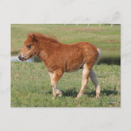 Bob Langrish | Miniatur Foal Walking Postkarte (Vorderseite)