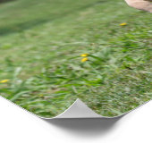 Bob Langrish | Miniatur Pony Foal Walking Poster (Ecke)