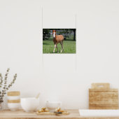 Bob Langrish | Miniatur Pony Foal Walking Poster (Küche)