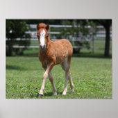 Bob Langrish | Miniatur Pony Foal Walking Poster (Vorne)