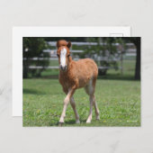Bob Langrish | Miniatur Pony Foal Walking Postkarte (Vorne/Hinten)