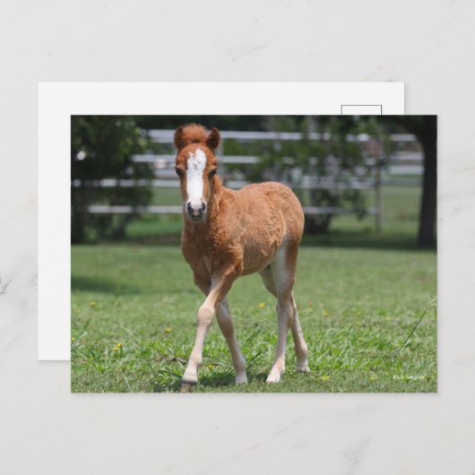 Bob Langrish | Miniatur Pony Foal Walking Postkarte (Vorne/Hinten)