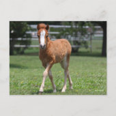 Bob Langrish | Miniatur Pony Foal Walking Postkarte (Vorderseite)