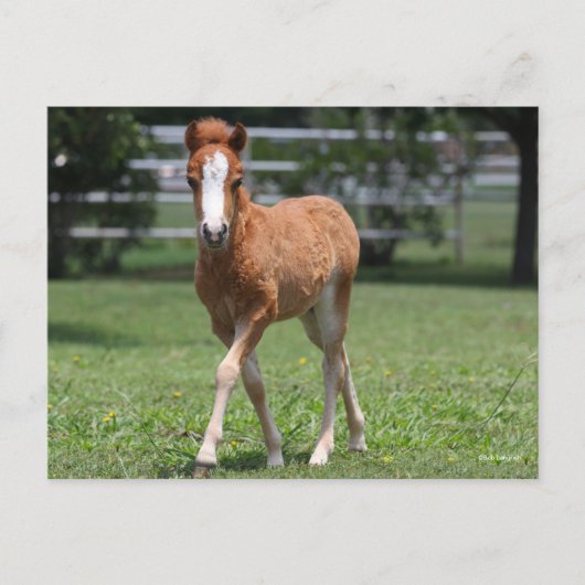 Bob Langrish | Miniatur Pony Foal Walking Postkarte (Vorderseite)